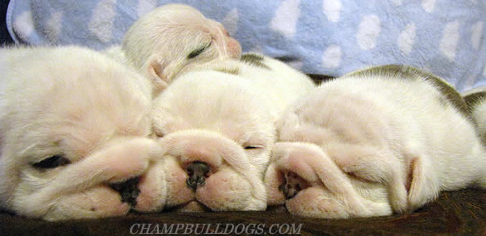 English bulldog puppies for sale